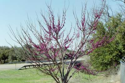 TEXAS- SIGHT SEEING 5.JPG